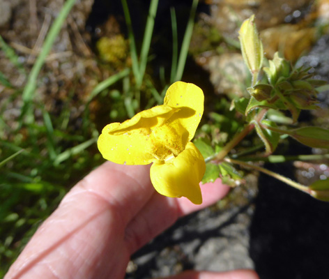 monkeyflower