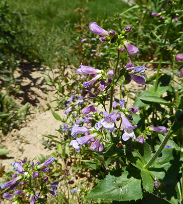 Penstemon