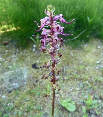 Elephant's head Lousewort (Pedicularis groenladnica)