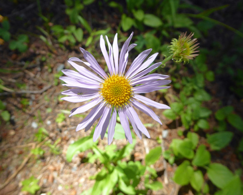 Western Mountain Aster (Symphyotrichum spathulatum)