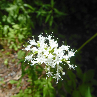 Sitka Valerian (Valeriana sitchensis)