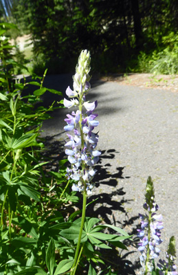 Silvery Lupine (Lupinus argenteus)