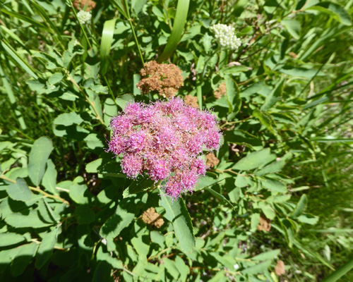 Rosy Spirea (Spiraea splendens)