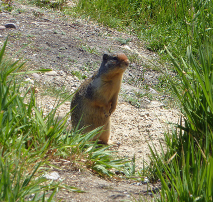 Ground Squirrel