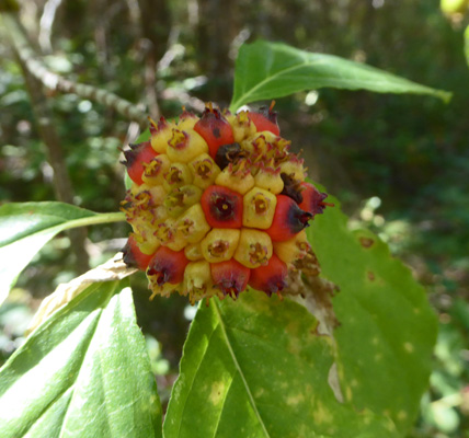 Pacific Dogwood seedhead