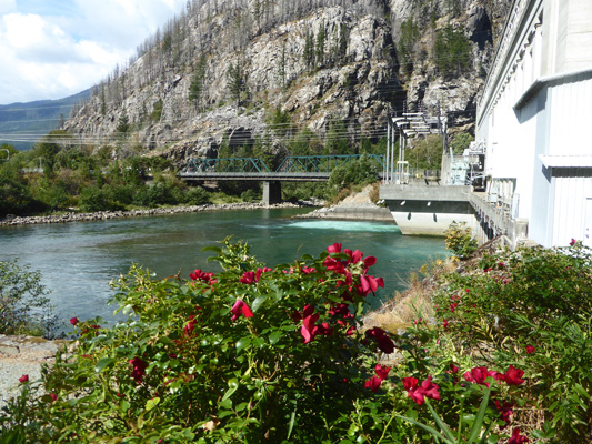 roses at Gorge Powerhouse