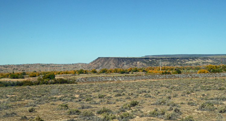 Yellow cottonwoods Rio Grande NM