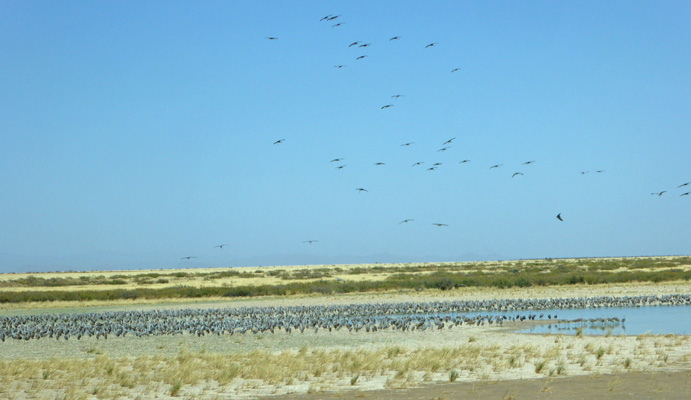 Sandhill Cranes NM