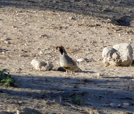 Gambel’s quail