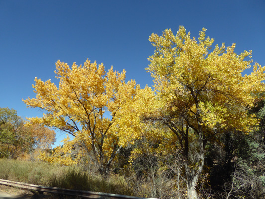 Aspens Artists Road Santa Fe