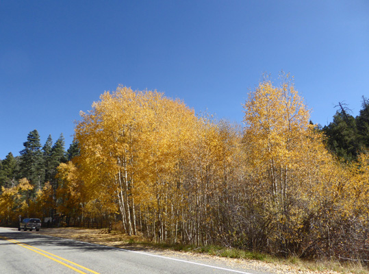 Aspen fall color Hyde memorial SP