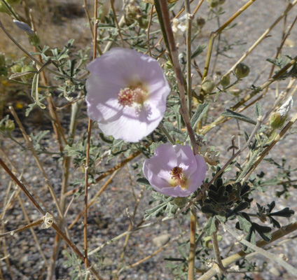 Southwest Pricklypoppies (Argemone pleiacantha)