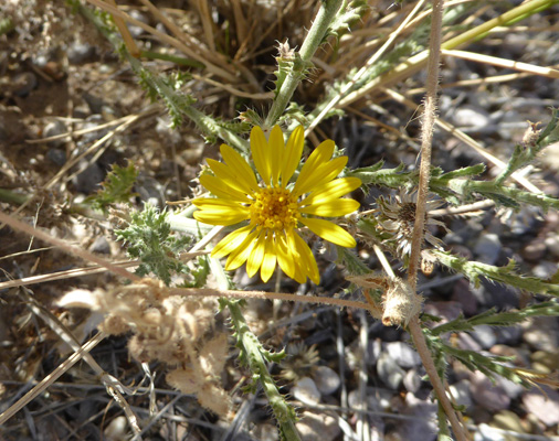 Slender Goldenweed (Xanthisma-gracile)