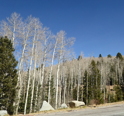 Bare aspens Ski Santa Fe