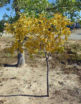 Fall color yellow leaves