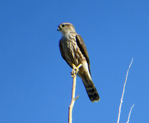 Merlin Santa Fe Skies RV Park