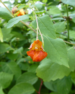 Spotted Touch-me-not (Impatiens capensis)