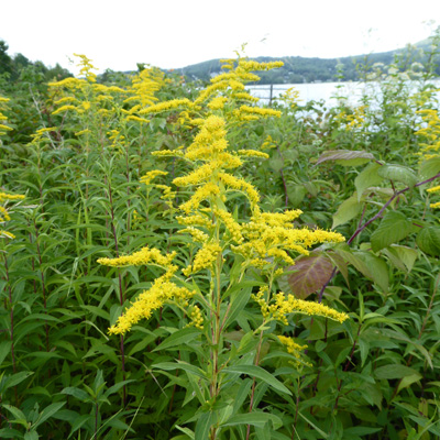 Goldenrod