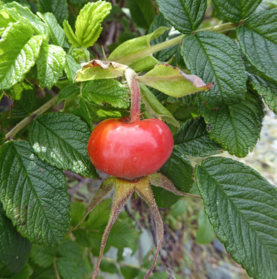 Rose hip wild rose