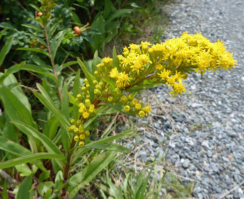 Seaside Goldenrod (Solidago semipervirens)