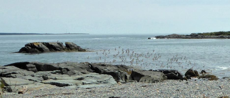 Sempalmated Plovers