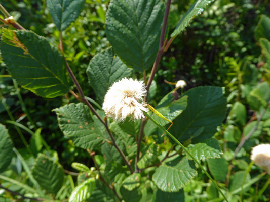 Rusty Cottongrass (Eriophorum chamissonis)