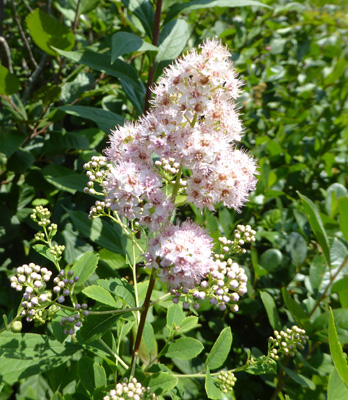 Meadowsweet (Spiraea alba)