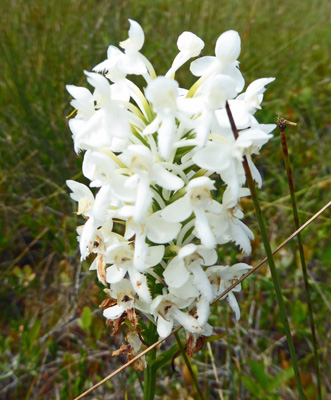 White-Fringed Orchids (Platanthera blephariglottis)