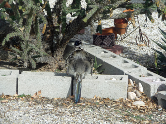 Roadrunner fluffing feathers