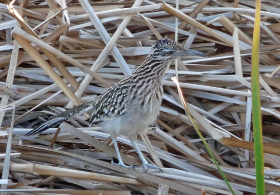 Roadrunner in reeds