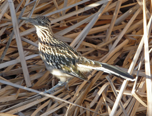 Roadrunner in reeds