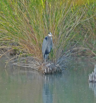 Great Blue Heron Big Bend