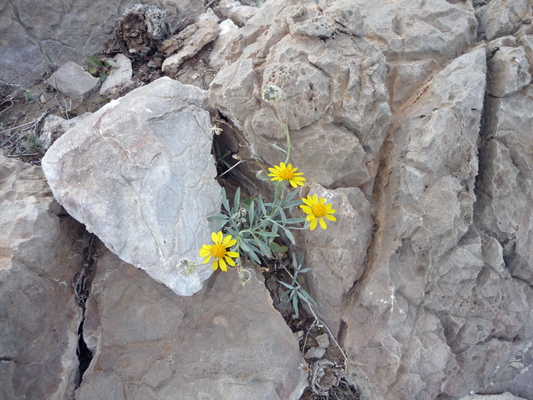 Threadleaf Groundsel