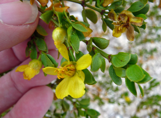 Creosote bush flower