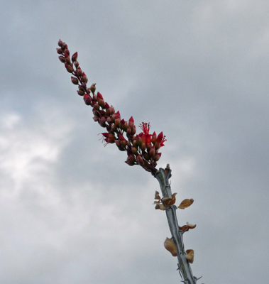 Ocotillo flower