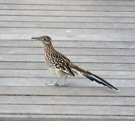 Roadrunner on boardwalk