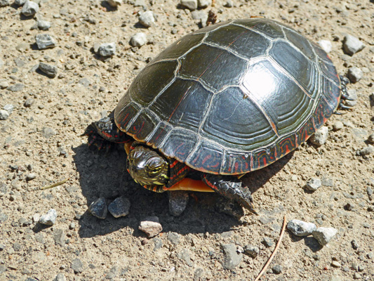 Turtle Petroglyph Prov Park ON