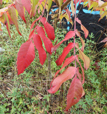 red leaved staghorn sumac