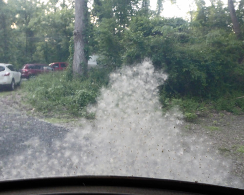 Cottonwood seeds in window