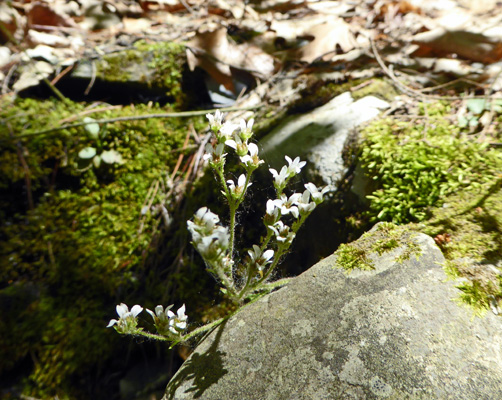 White sedum flowers