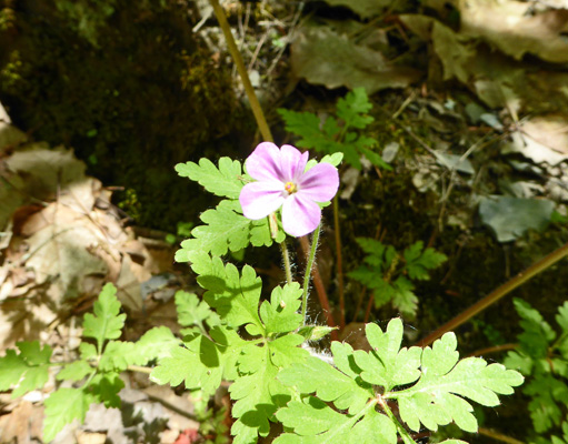 Herb Robert (Geranium robertianum)