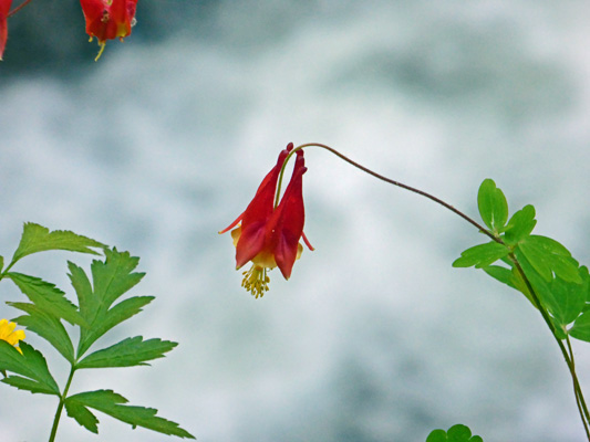 Wild Columbine (Aqueligia canadensis)