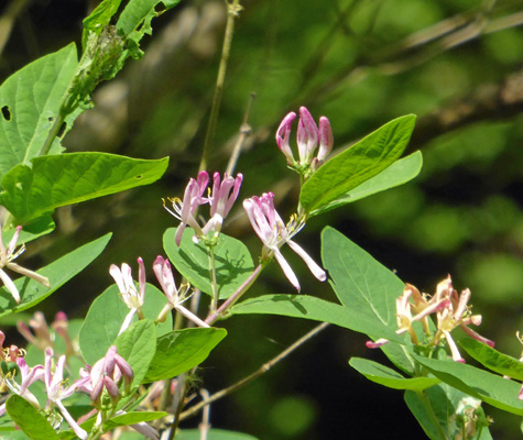 Tartarian Honeysuckle (Lonicera tatarica)