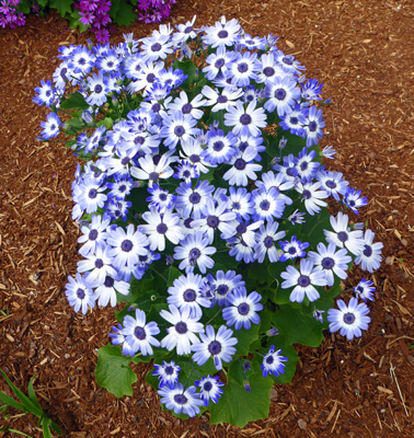 Cineraria