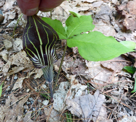 Jack-in-the-pulpit (Arisaema triphyllum)