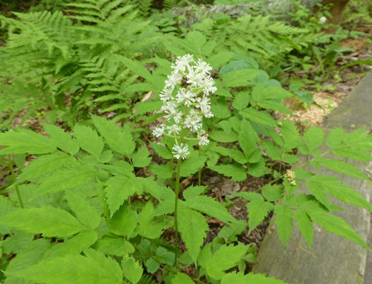 Baneberry (Actaea rubra)