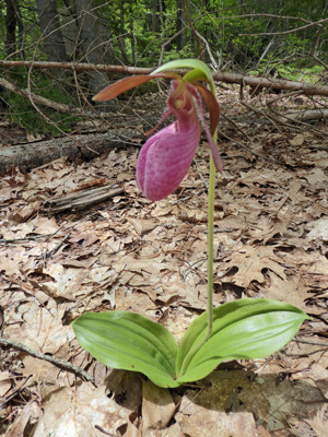 Pink Lady’s Slippers (Cypripedium acaule)