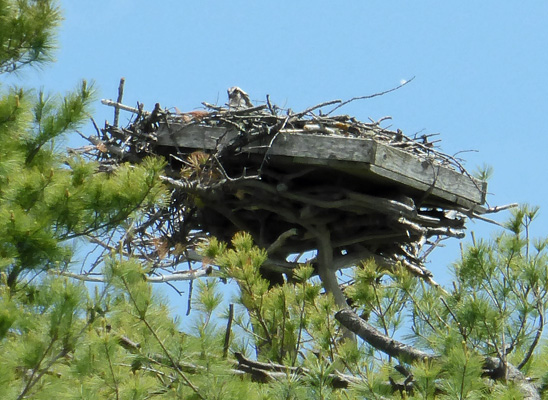 Osprey in nest Goggins Island ME