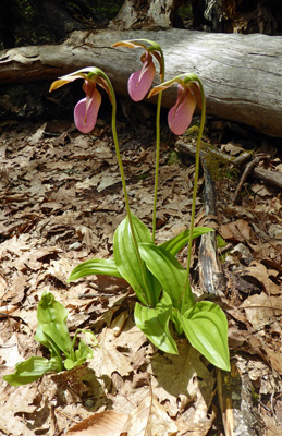 Pink Lady’s Slippers (Cypripedium acaule)