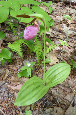 Pink Lady’s Slippers (Cypripedium acaule)